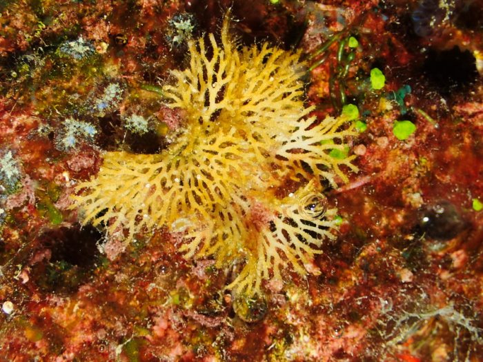 Reteporellina sp.