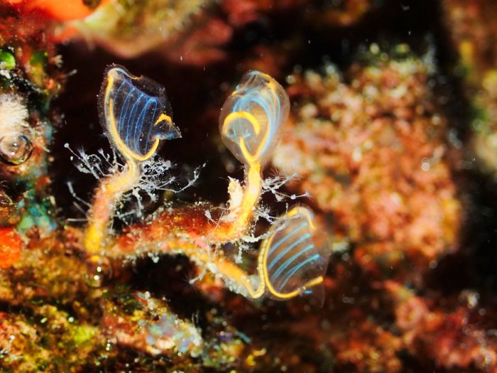 Clavelina detorta