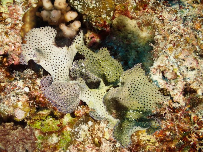 Iodictyum sp.