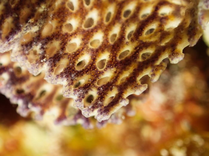 Iodictyum sp.