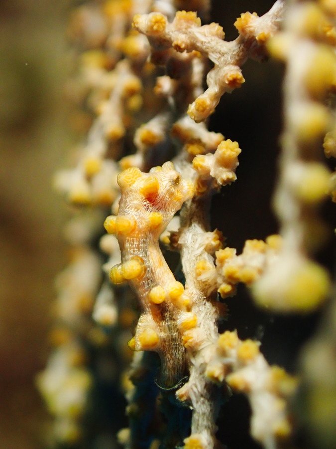 Hippocampus bargibanti
