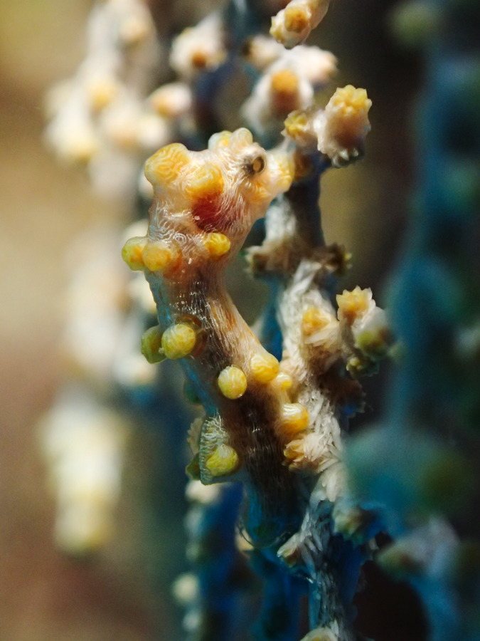 Hippocampus bargibanti