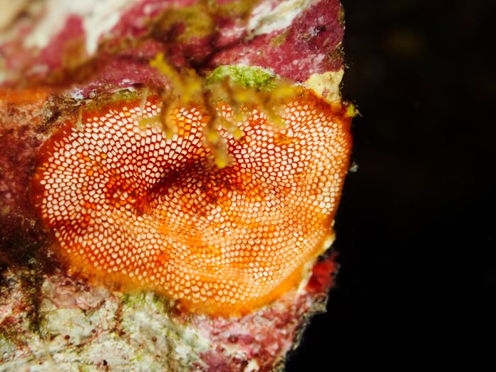 Alcyionidium sp.