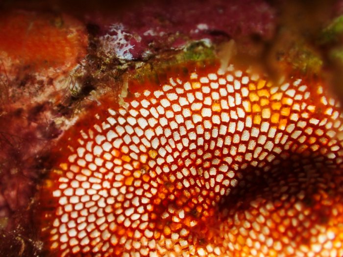 Alcyionidium sp.