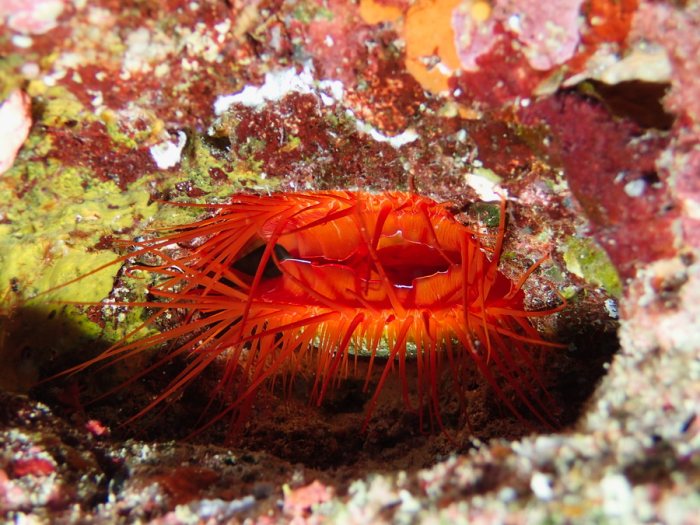 Limidae