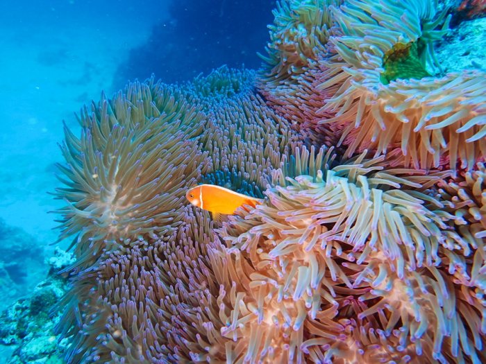 Amphiprion perideraion