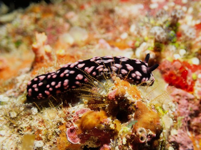 Phyllidiella pustulosa