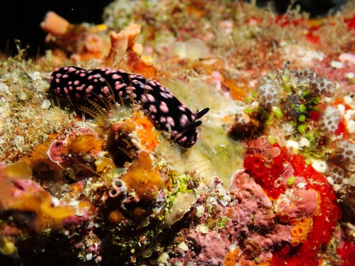 Phyllidiella pustulosa