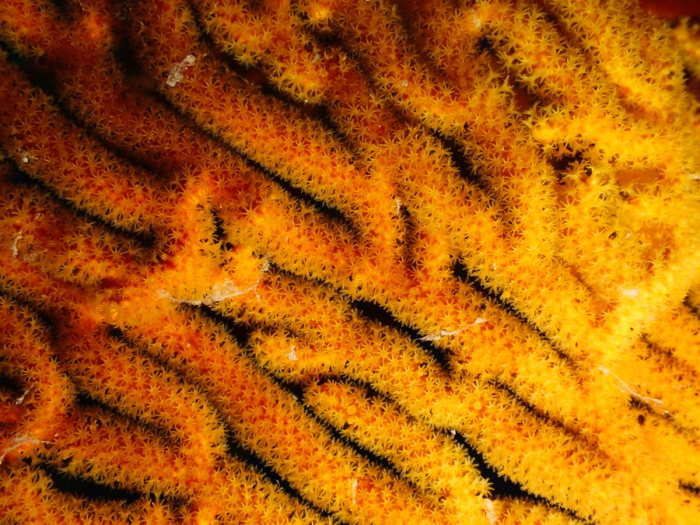 Cnidaires