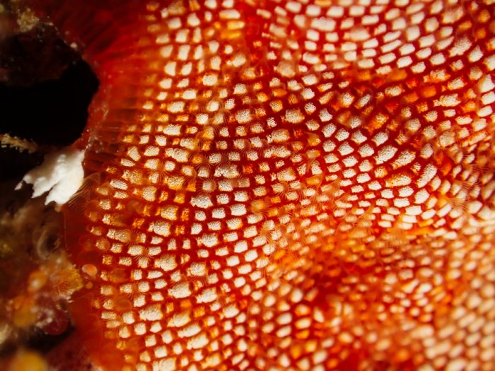 Alcyionidium sp.