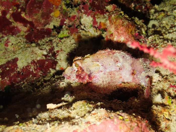 Sebastapistes sp.