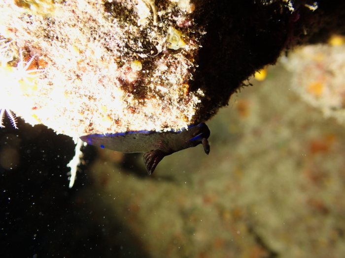Tambja morosa
