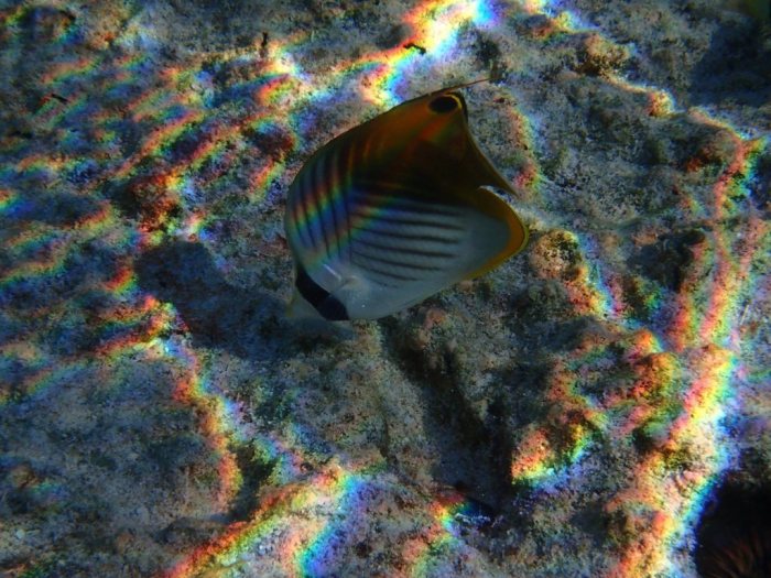 Chaetodon auriga