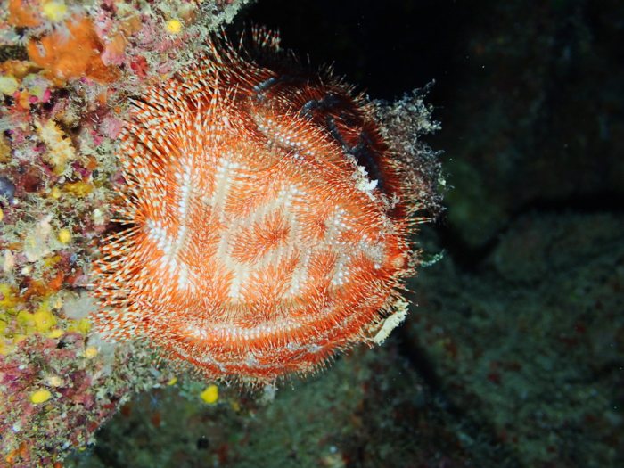 Salmacis belli