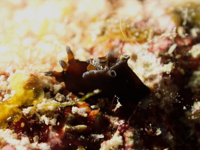 Nudibranche