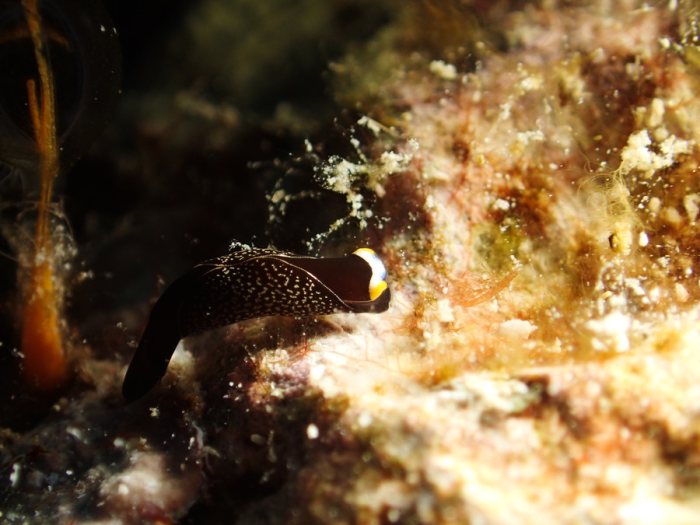 Mariaglaja inornata