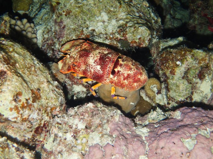 Scyllarides squammosus