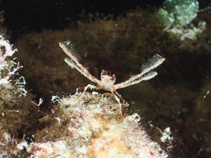 Crabe