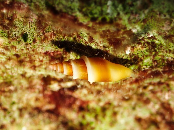 Mollusques