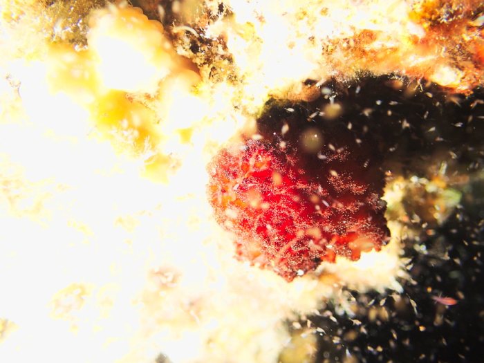 Nudibranche