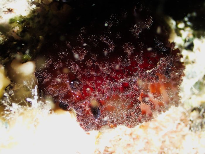 Nudibranche