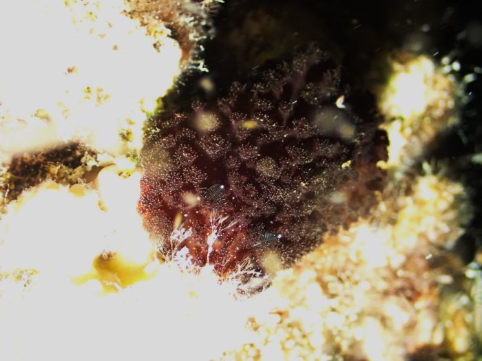 Nudibranche