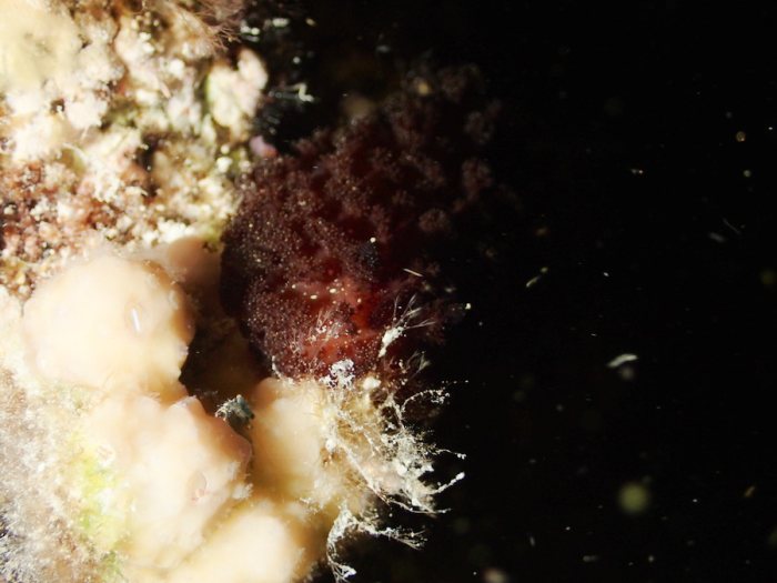 Nudibranche