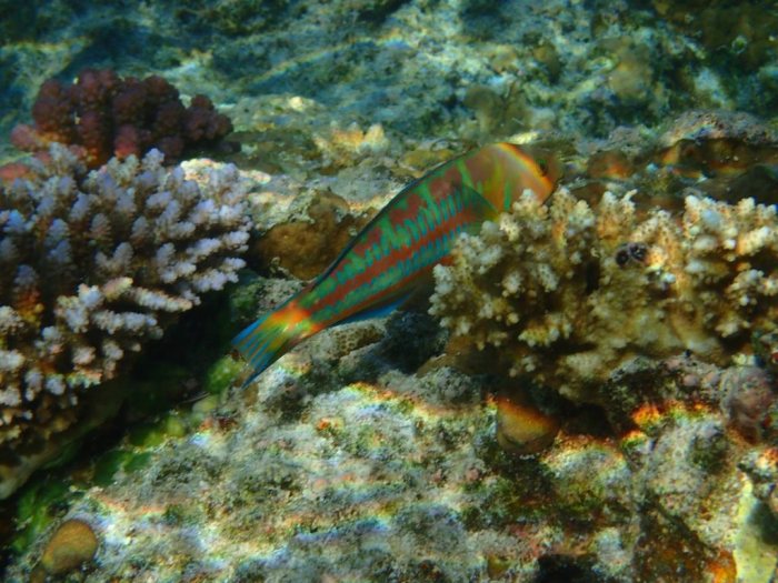 Thalassoma trilobatum
