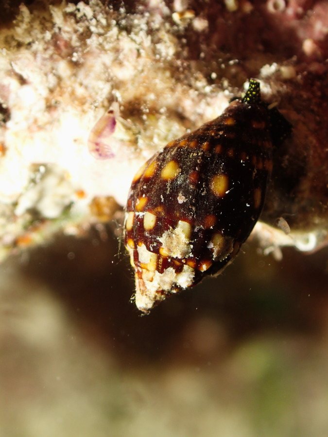 Mollusques