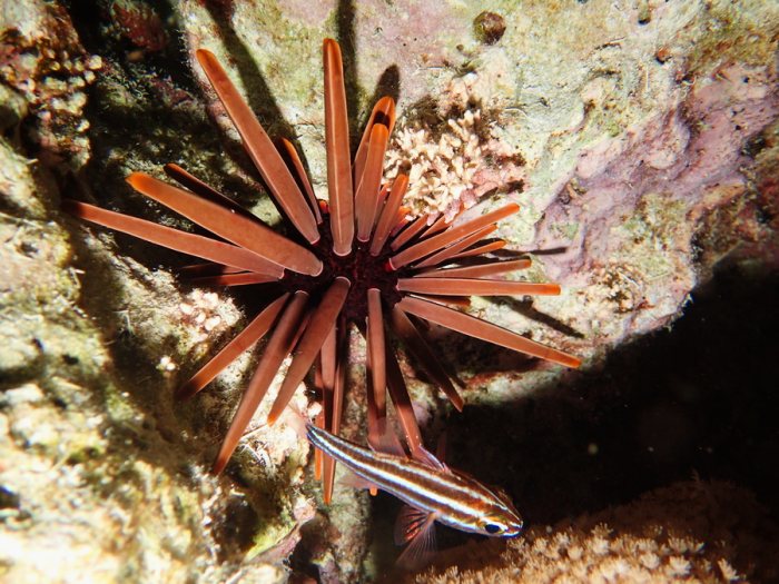 Heterocentrotus mammillatus
