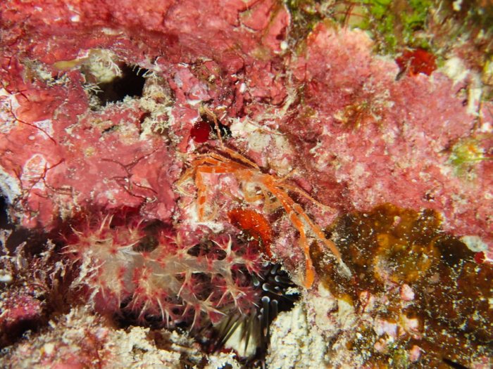 Crabe