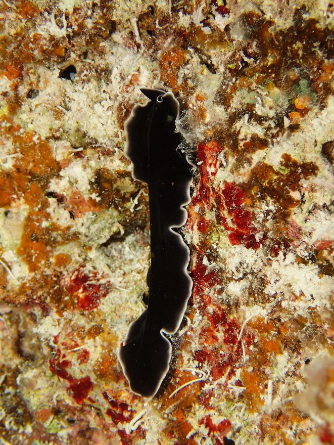 Pseudoceros lactolimbus