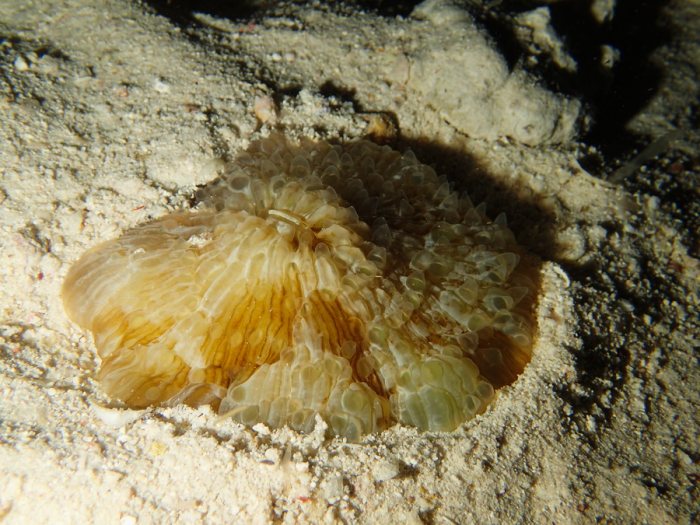 Cnidaires