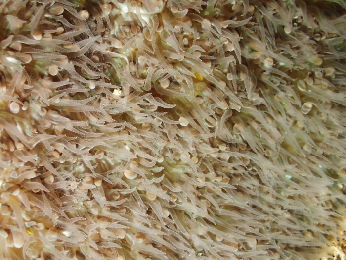 Cnidaires