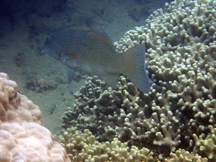 Plectropomus leopardus