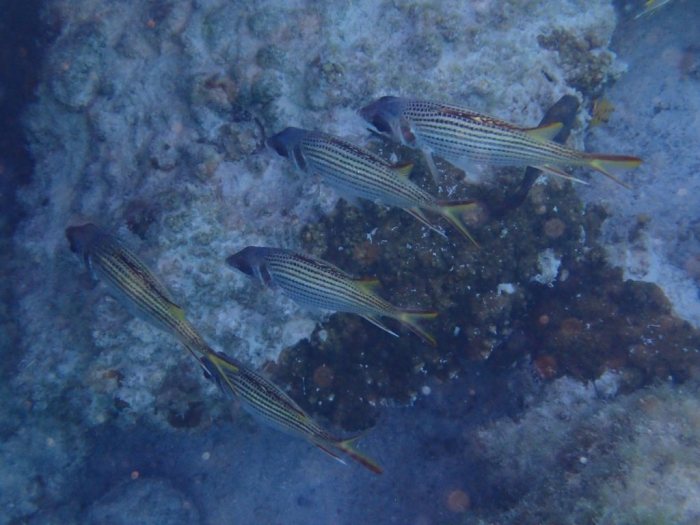 Neoniphon sammara