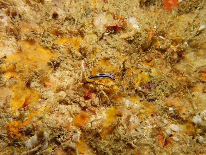 Chromodoris lochi