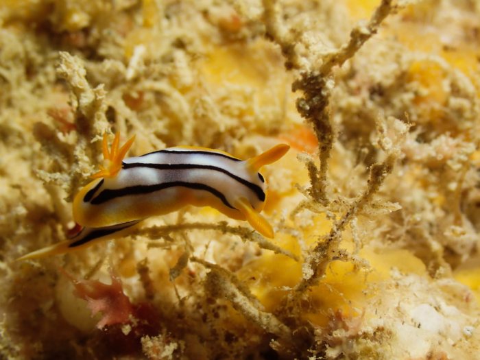 Chromodoris lochi