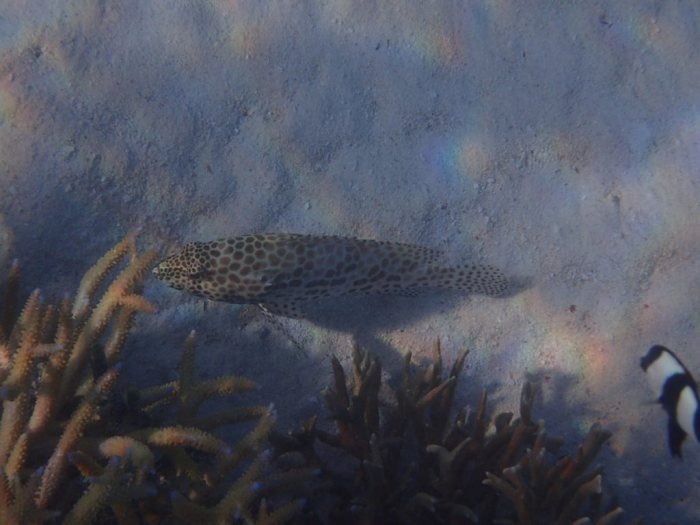 Epinephelus merra