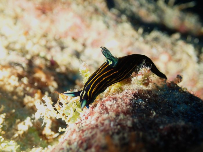 Roboastra luteolineata