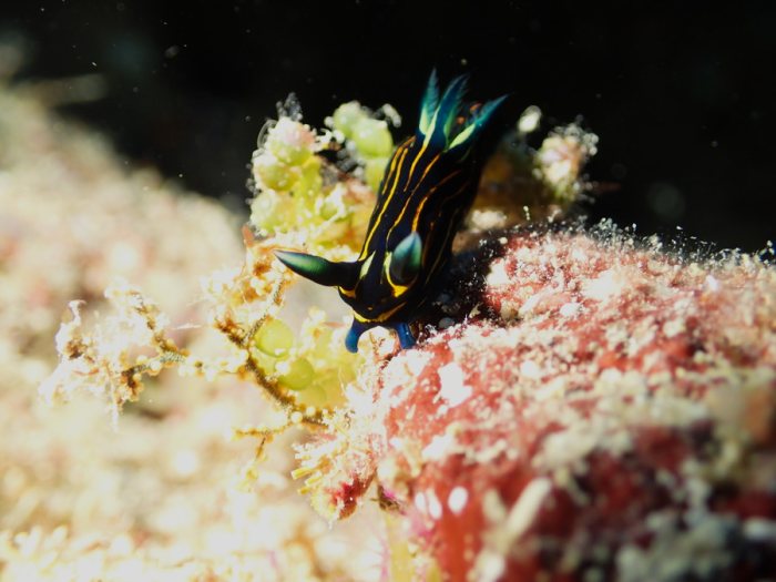 Roboastra luteolineata