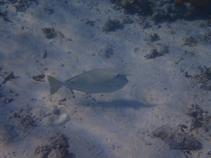 Naso brevirostris