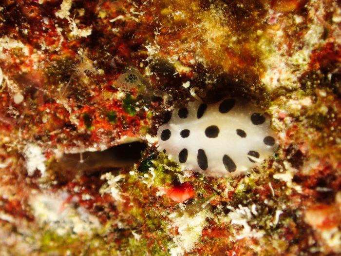 Nudibranche