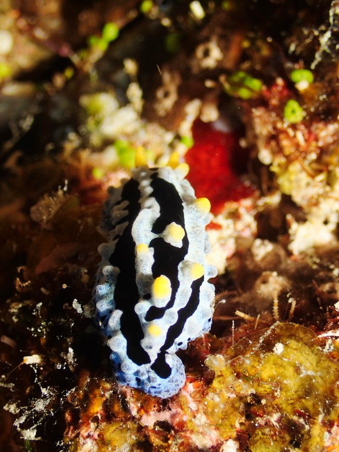 Phyllidia coelestis