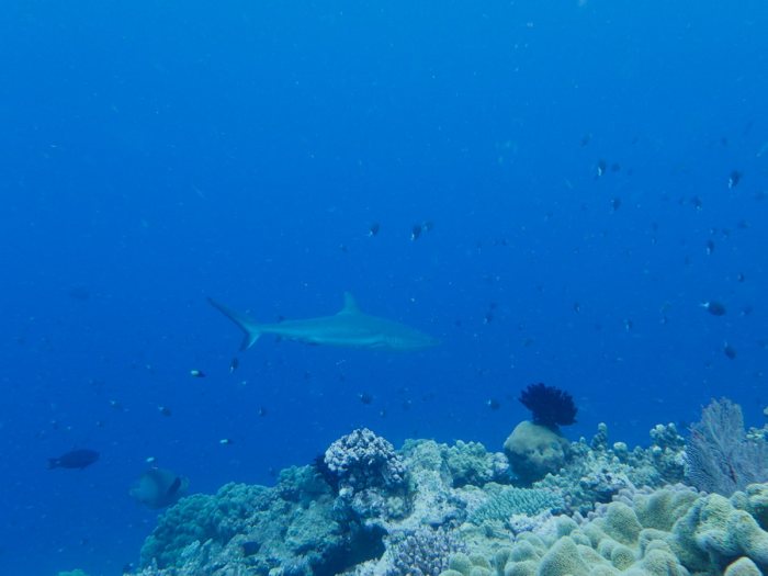 Requin gris de récif