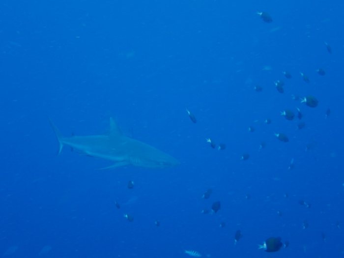 Requin gris de récif