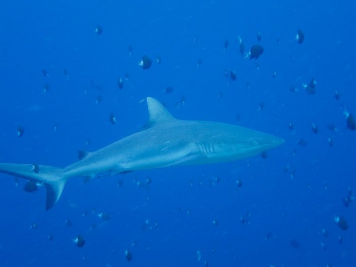 Requin gris de récif