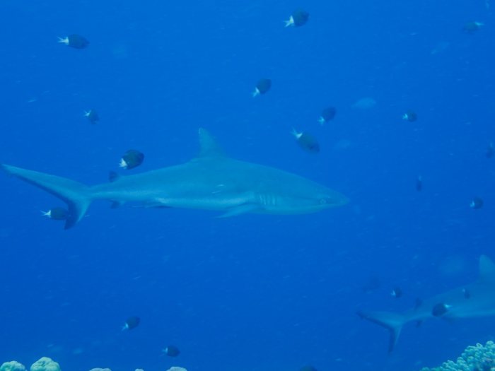 Requin gris de récif