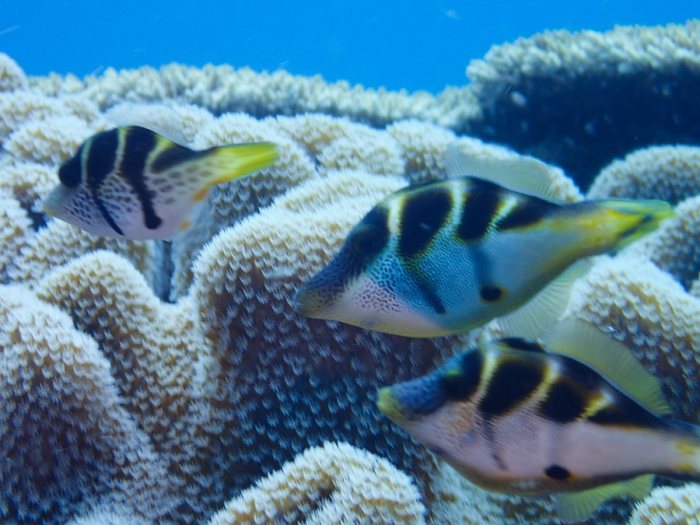 Paraluteres prionurus