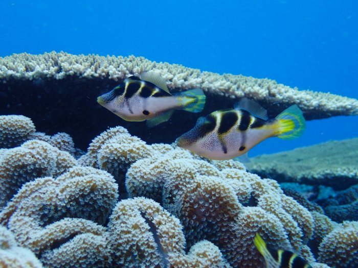 Paraluteres prionurus